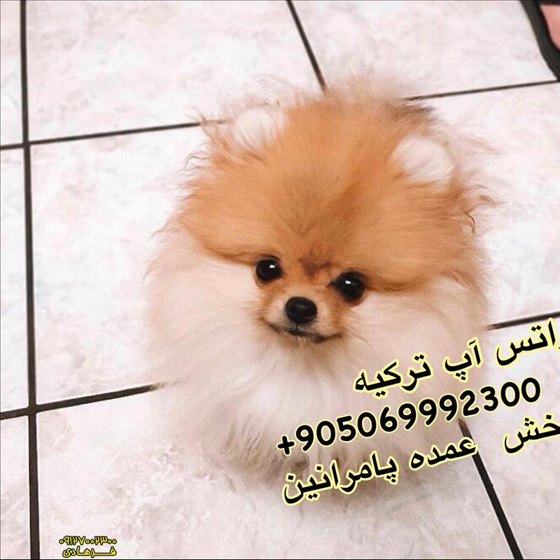 سگ پامرانین فروش 