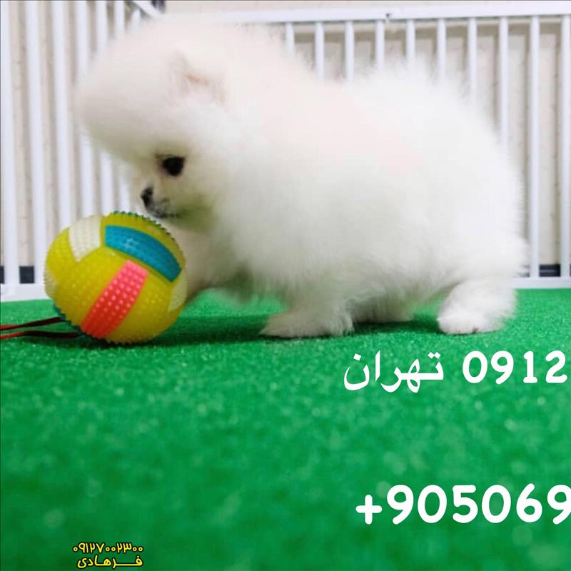 سگ پامرانین پوزه فلت