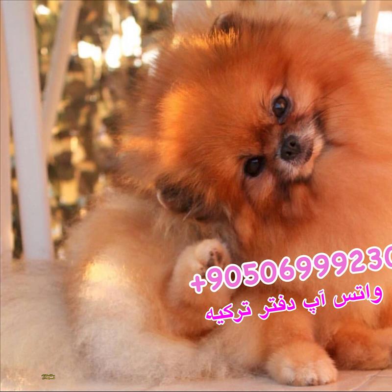 پامرانین خرسی مولد