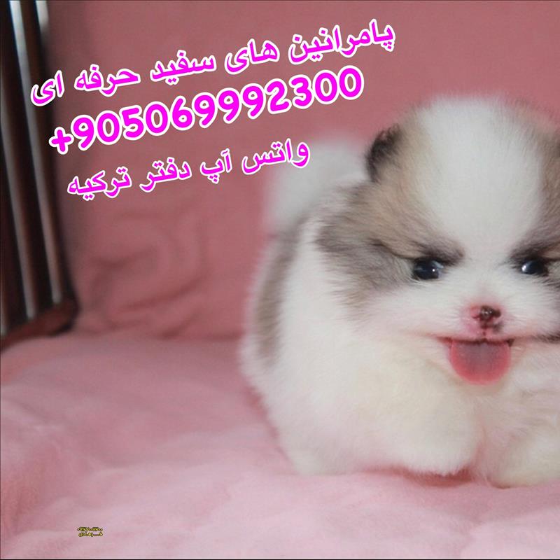 سگ پامرانین 