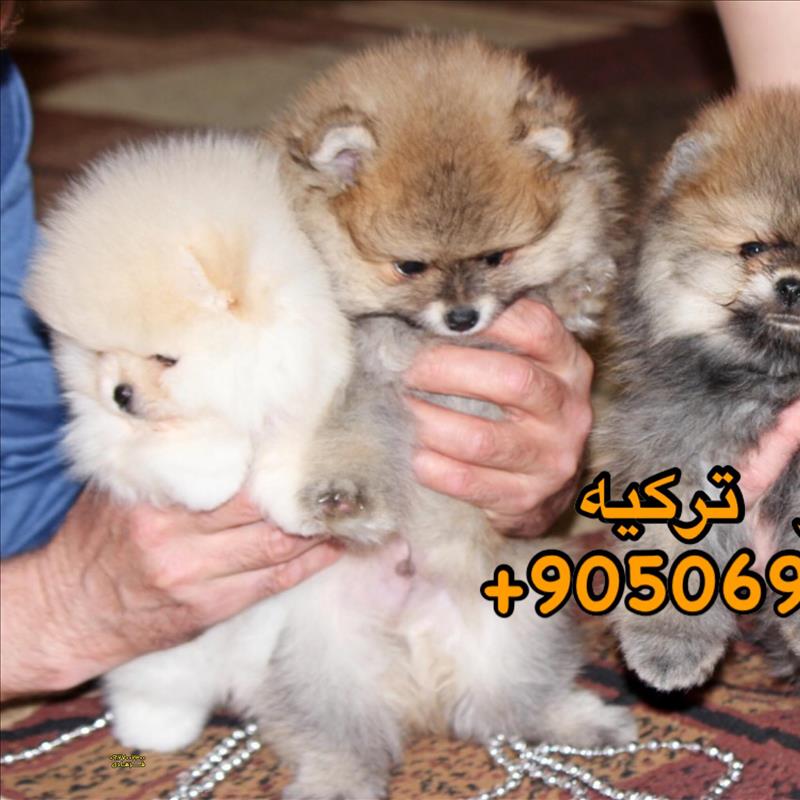 سگ پامرانین خرسی