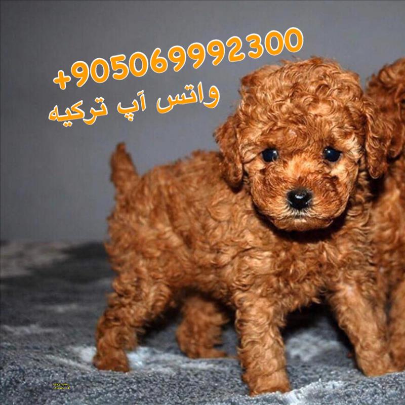 سگ پودل عروسکی 