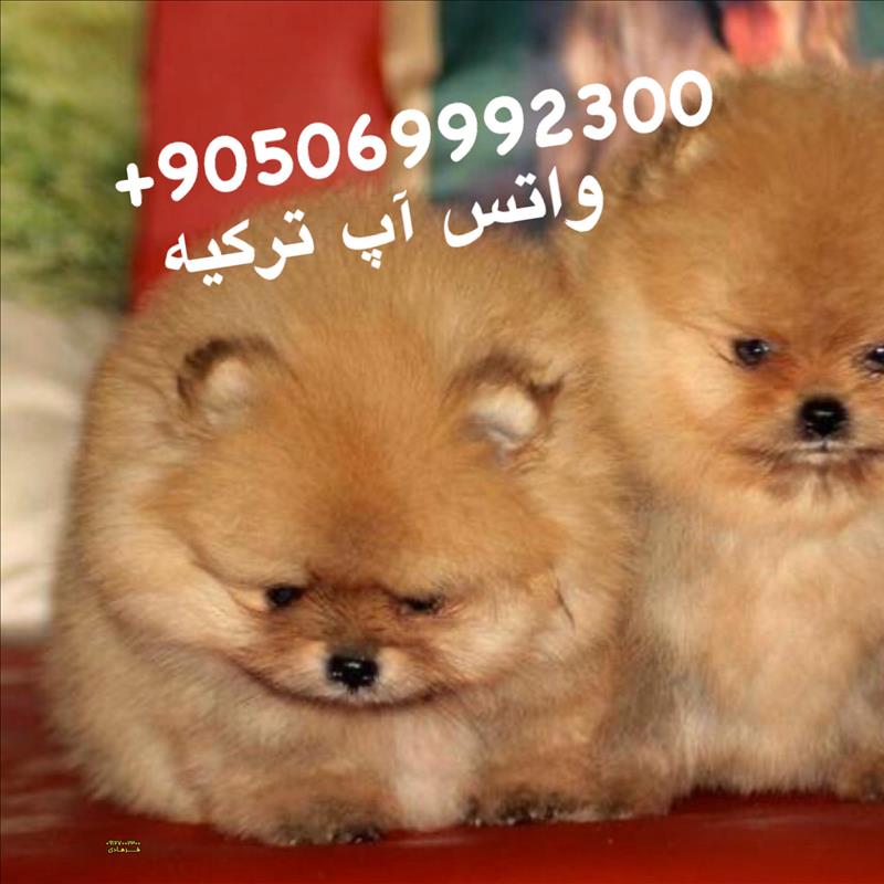 پامرانین خرسی وارداتی