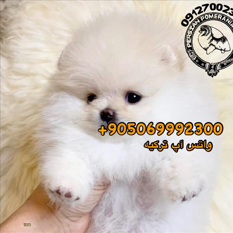سگ پامرانین سفید خرسی