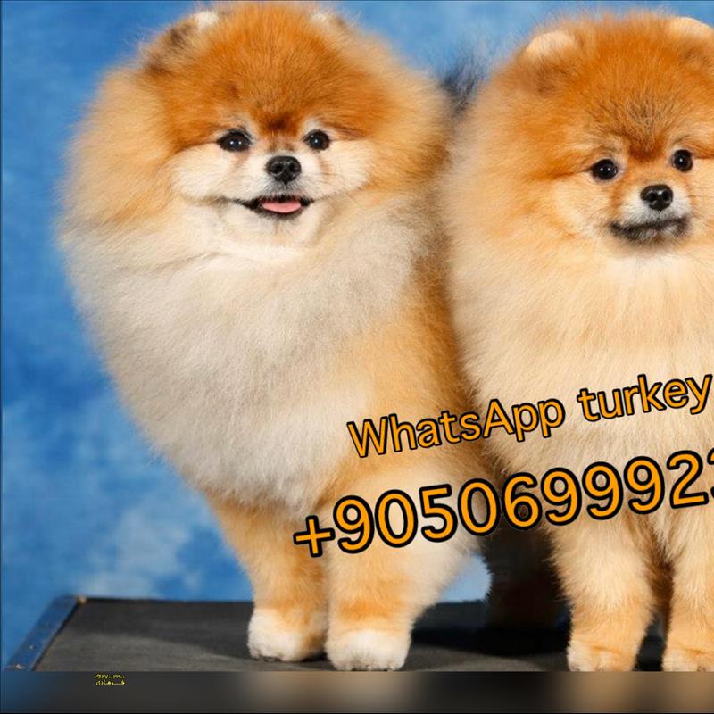 پامرانین خرسی دو ماهه