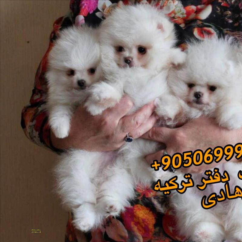 سگ پامر خرسی