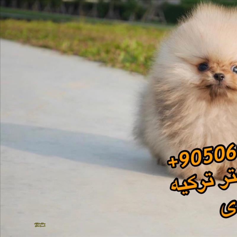 سگ پامرانین مینی
