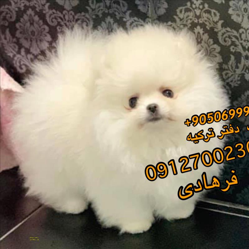 سگ پامرانین 