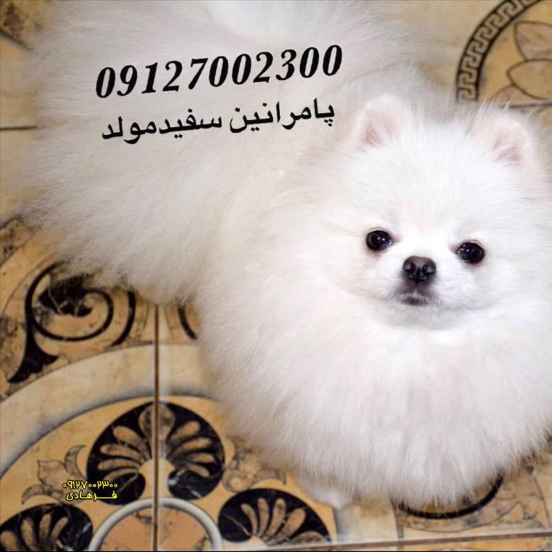 توله پامرانین خرسی