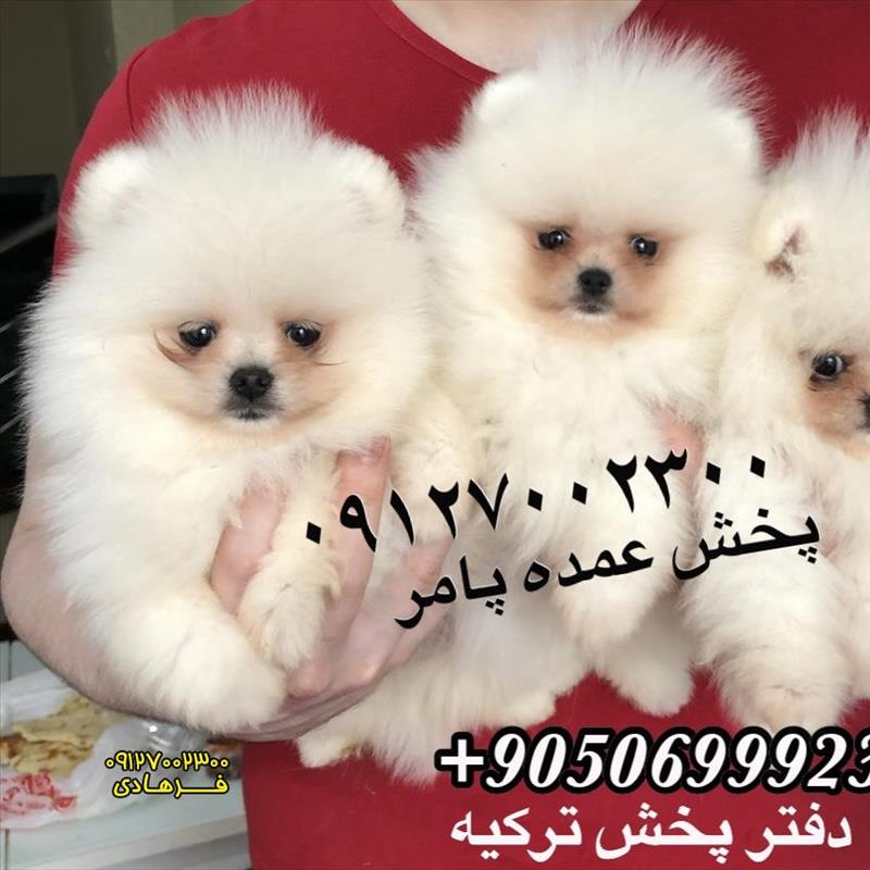 پامرانین توله سفید خرسی