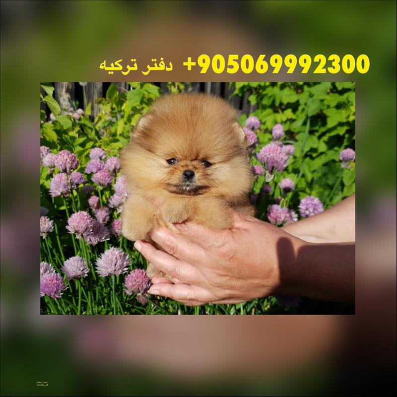 سگ پامرانین خرسی 