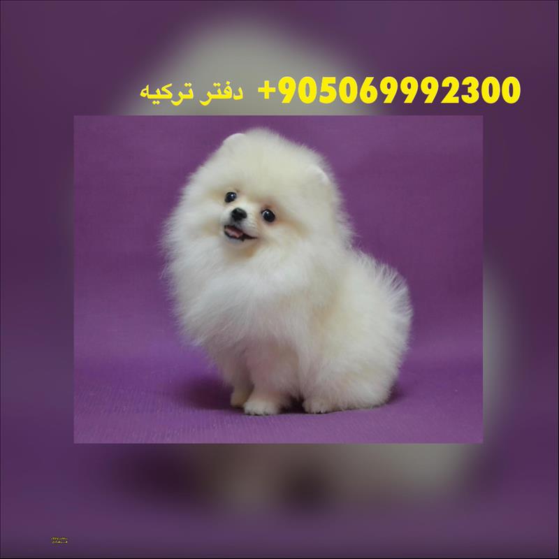 سگ پامرانین بوفیس