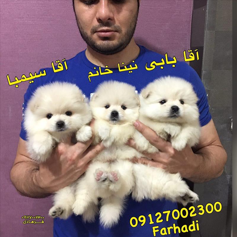 توله پامرانین های وارداتی