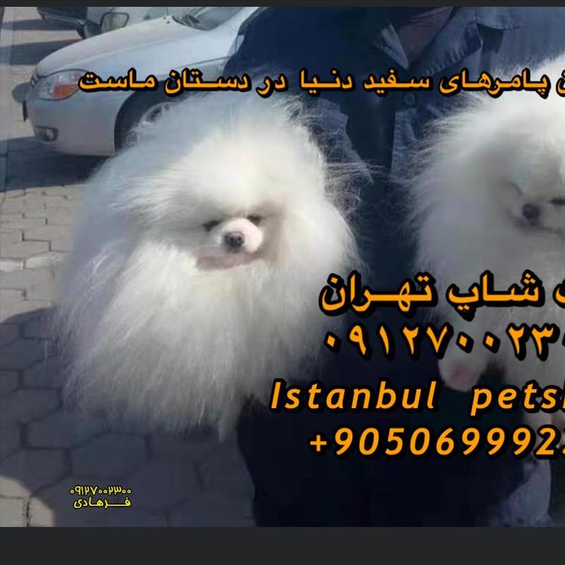 سگ پامرانین خرسی سفید
