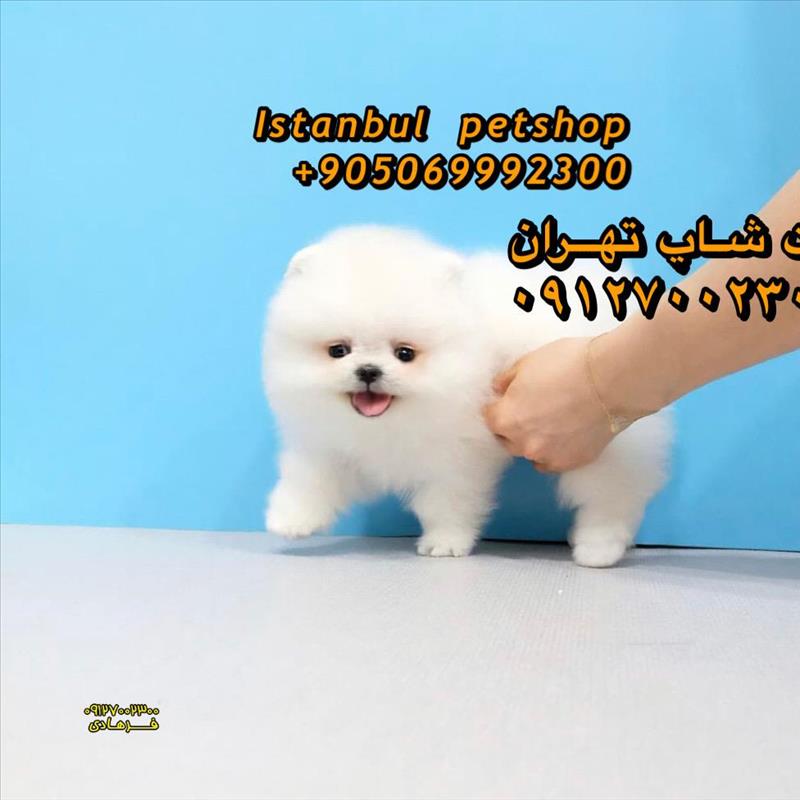 سگ پامرانین سفید 