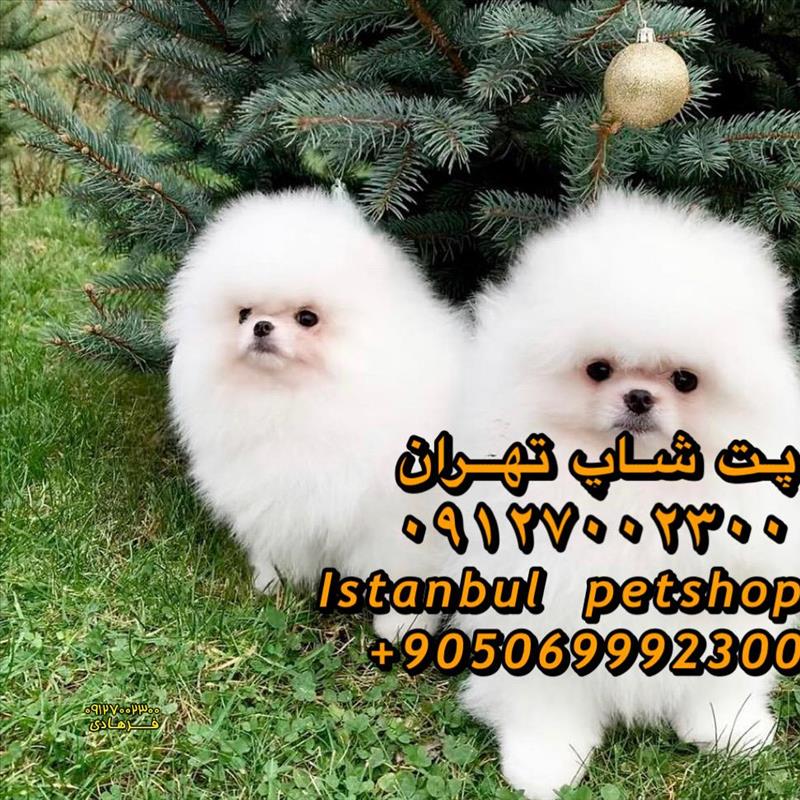 سگ پامرانین 