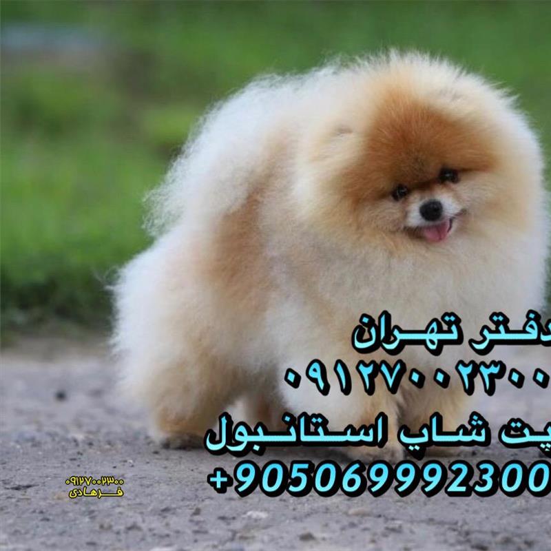 سگ پامرانین خرسی