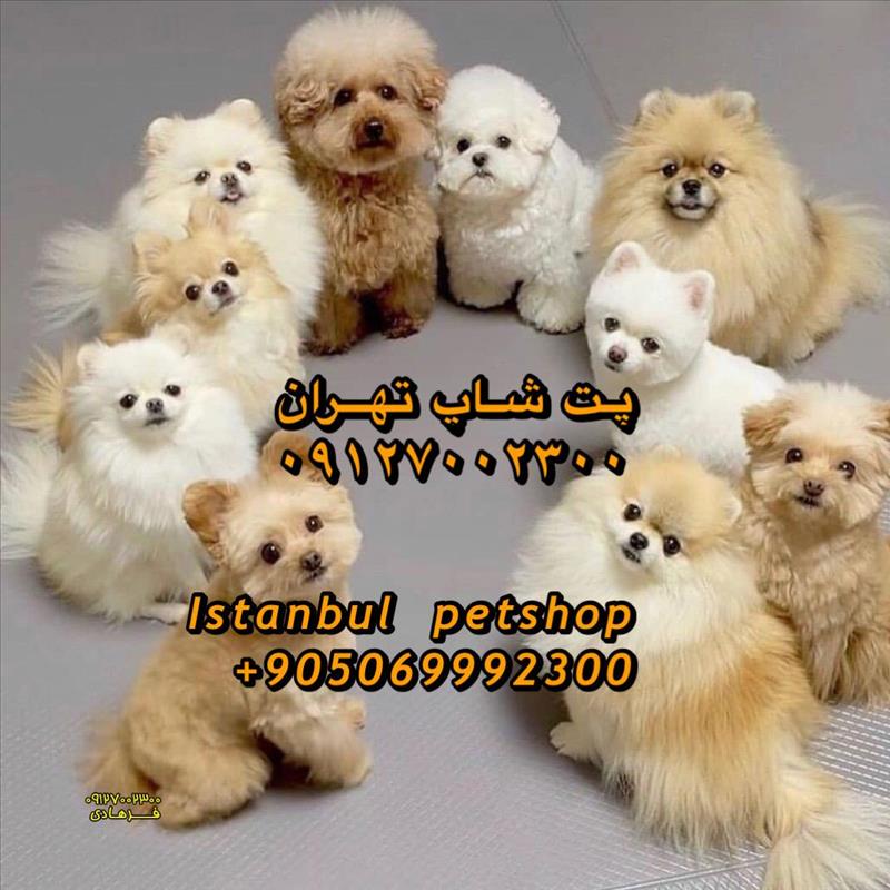 سگ پامرانین 