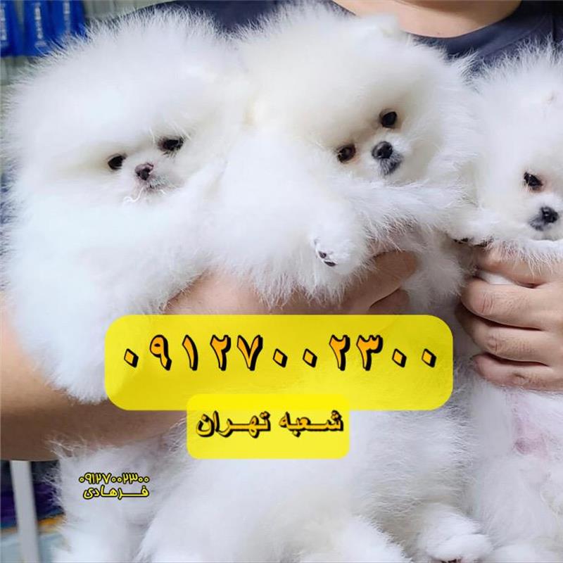 سگ پامرانین 