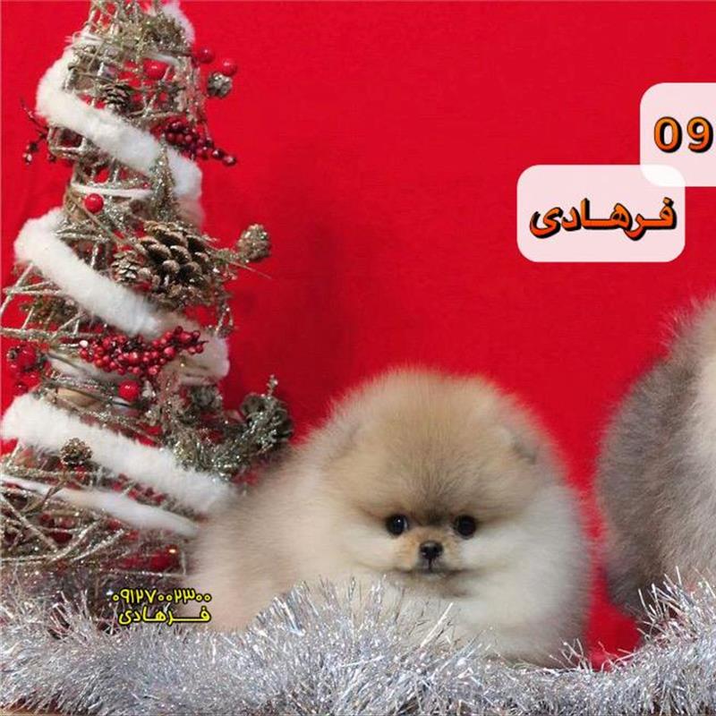 سگ پامرانین عروسکی