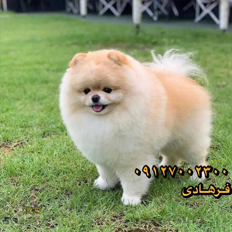 سگ پامرانین 