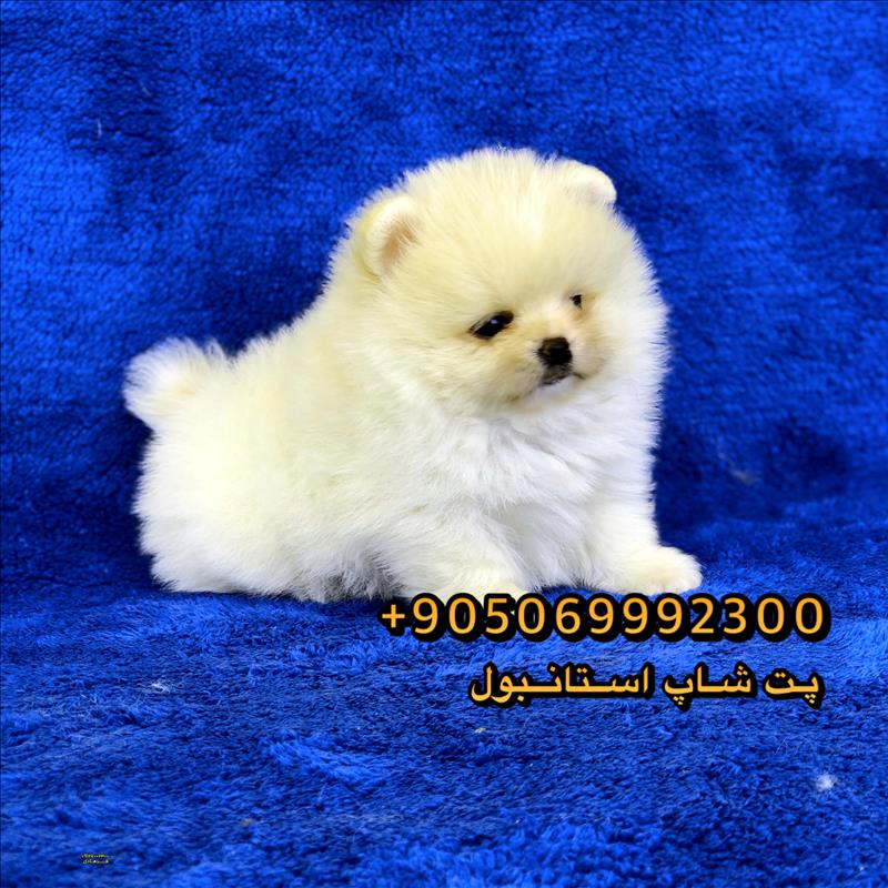 پامرانین خرسی
