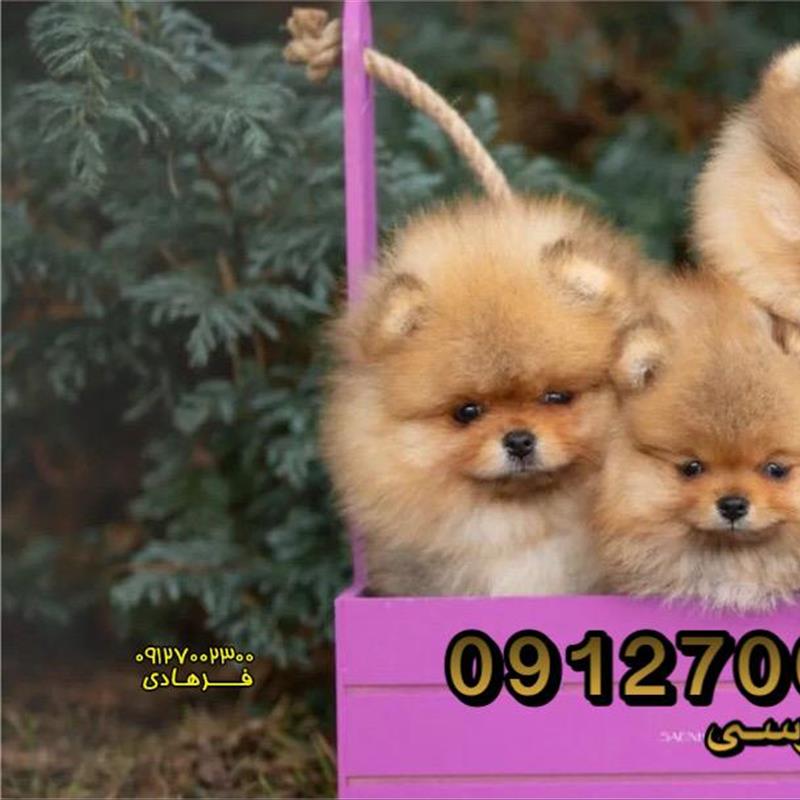 سگ پامرانین خرسی