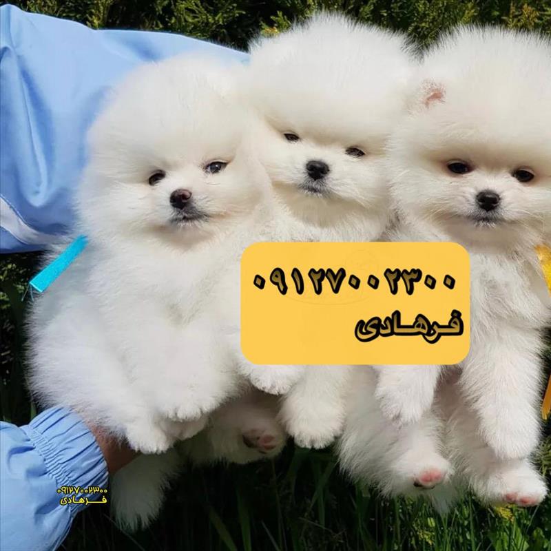 سگ پامرانین سفید خرسی