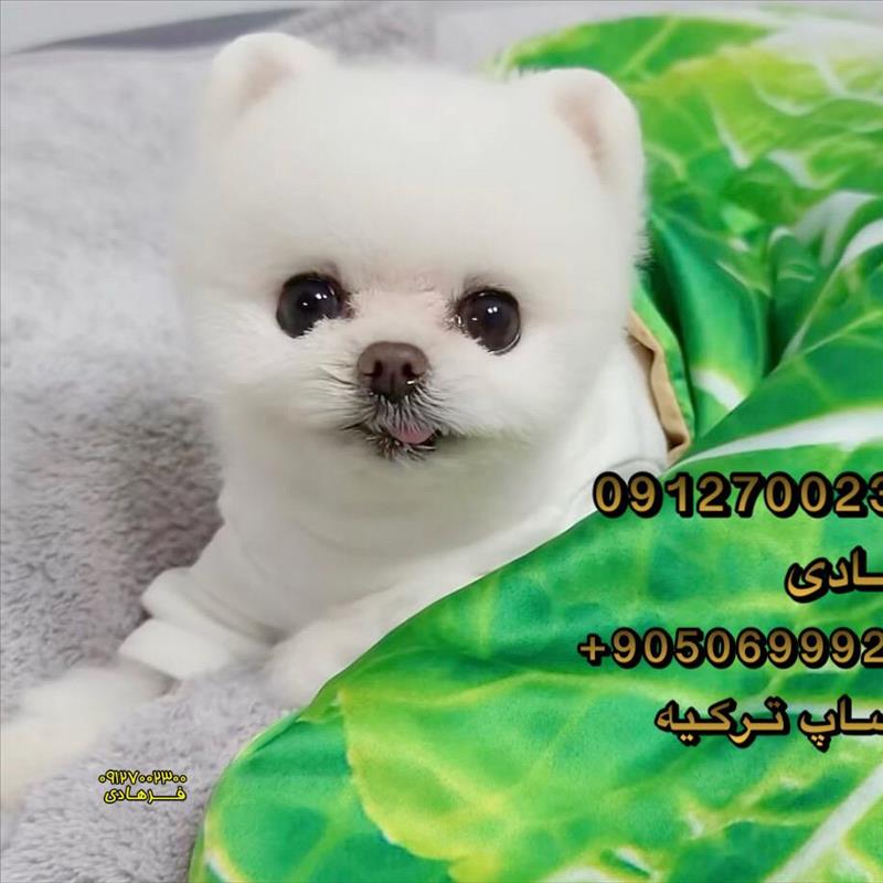 سگ پامرانین بو 