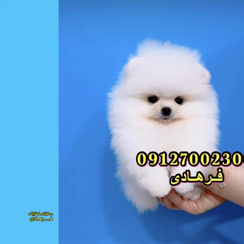 پامرانین سفید کره ای