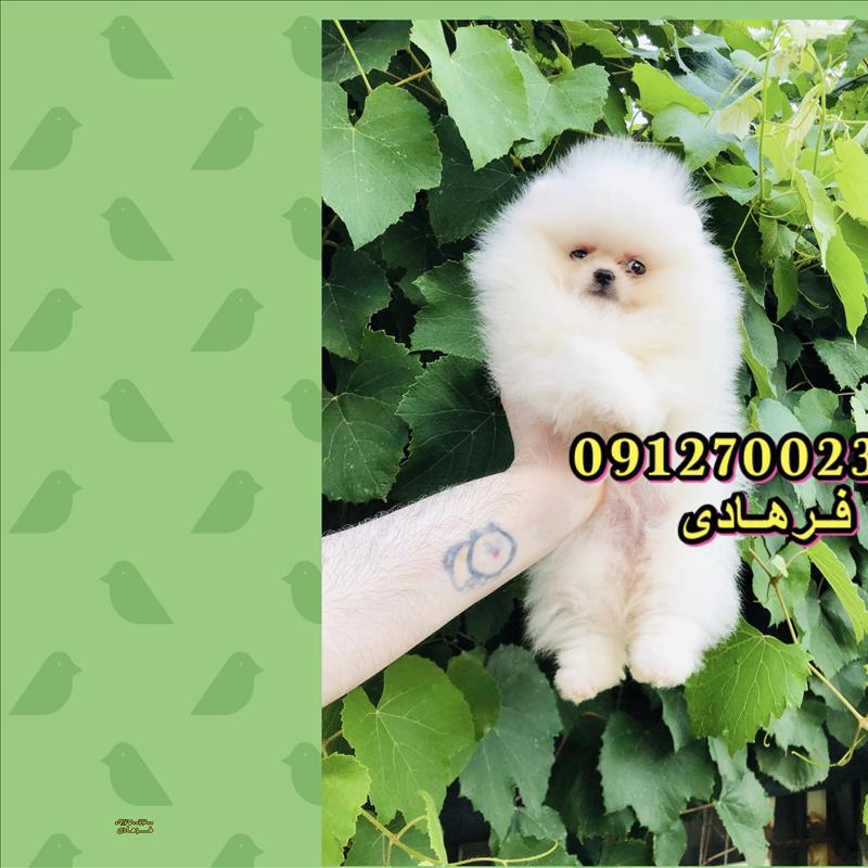پامرانین سفید بو فیس  کره ای 