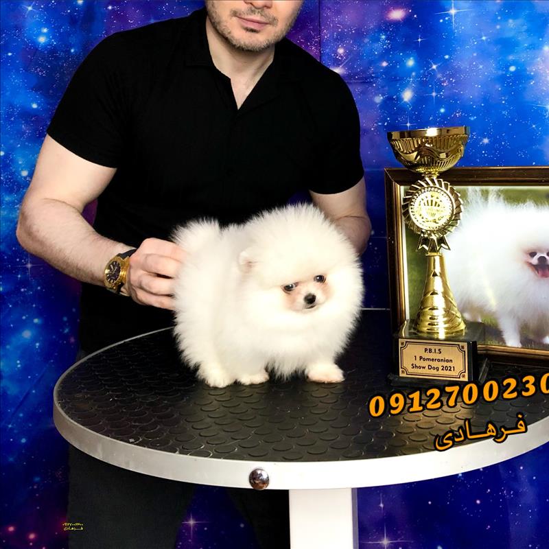 سگ پامرانین خرسی