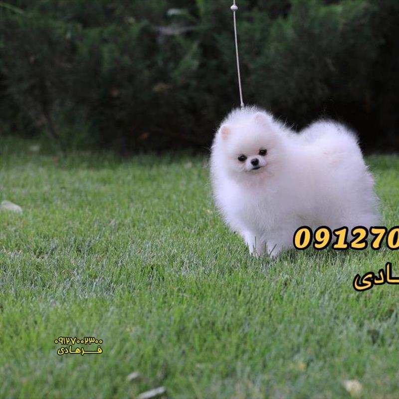 پامرانین خرسی بو فیس