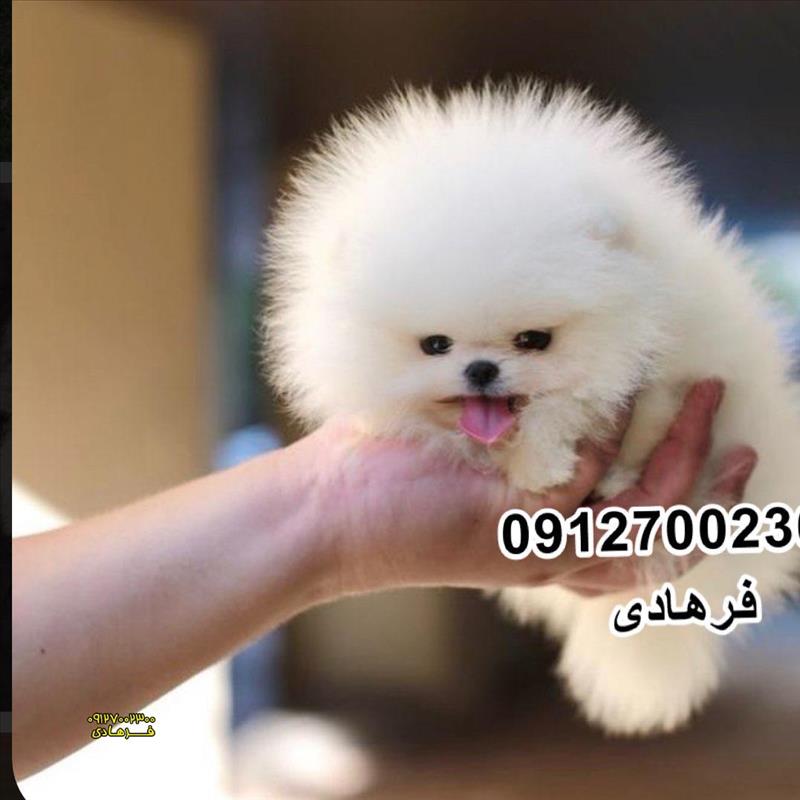 پامرانین خرسی 