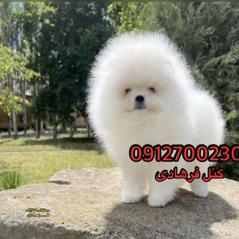 پامرانین خرسی سفید 