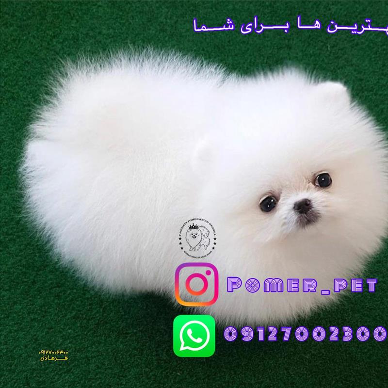 سگ پامرانین