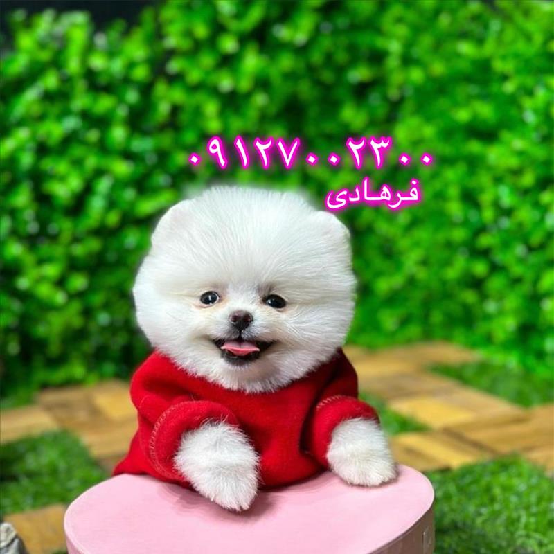 پامرانین سفید خرسی توله