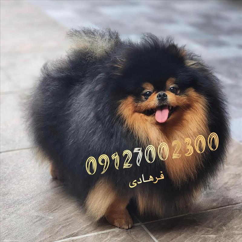 سگ پامرانین