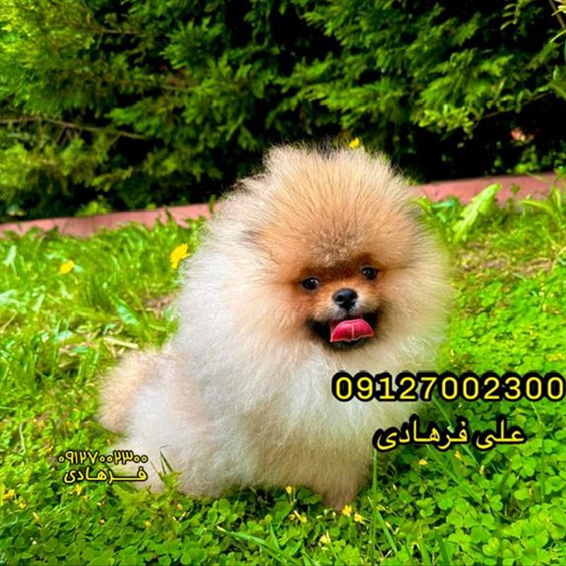 سگ پامرانین خرسی
