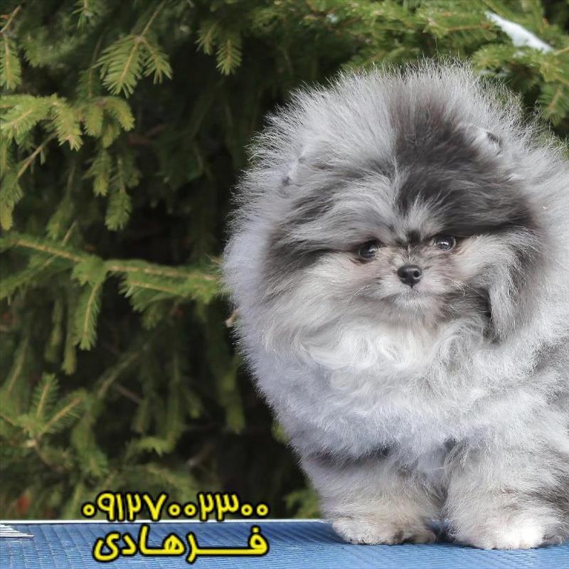 پامرانین خرسی رنگ خاص