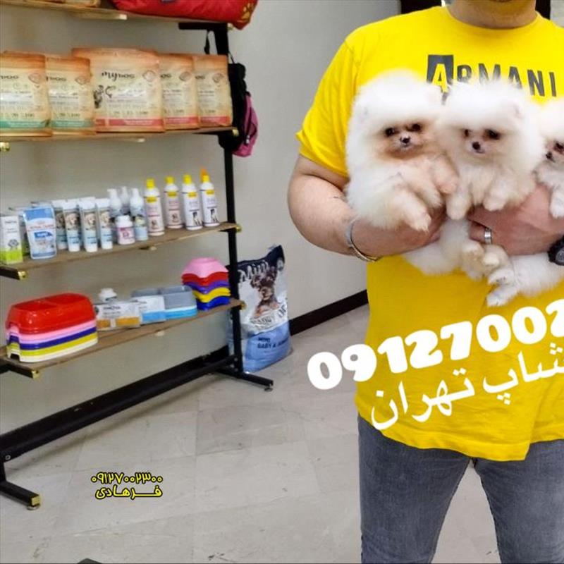 سگ پامرانین خرسی