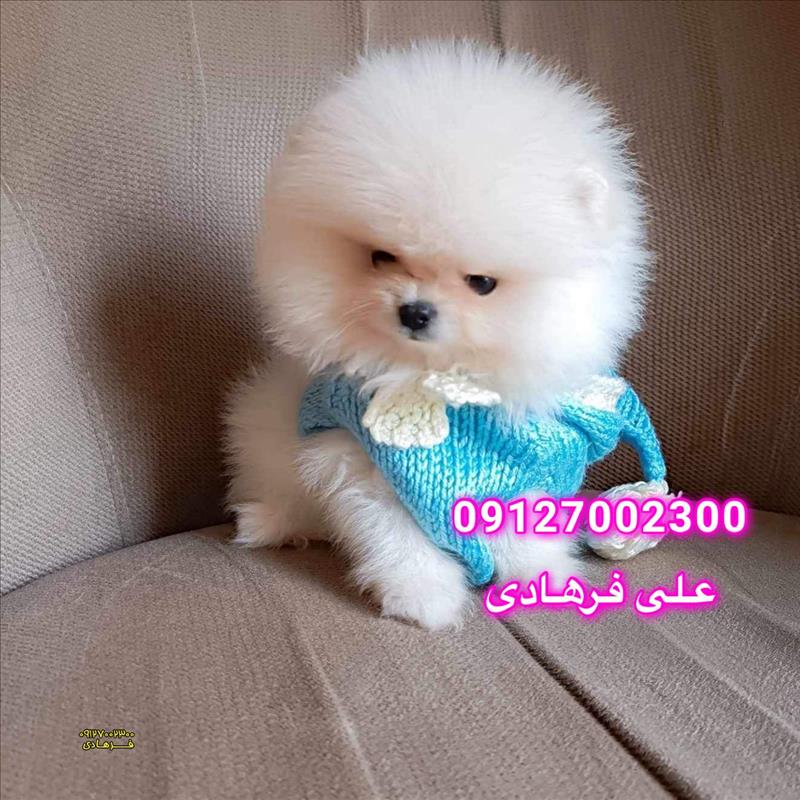توله پامرانین سفید بو فیس