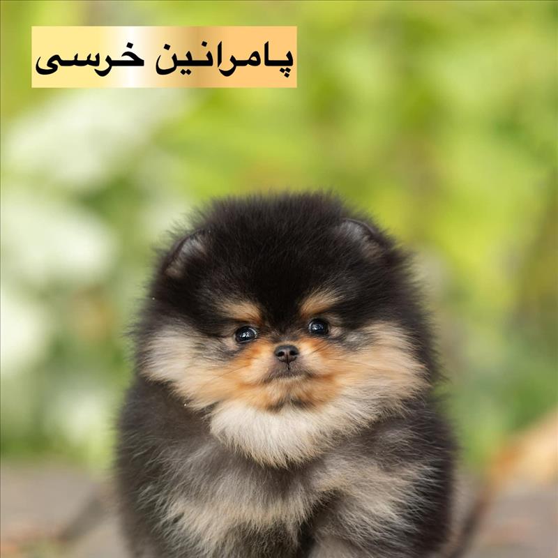 سگ پامرانین