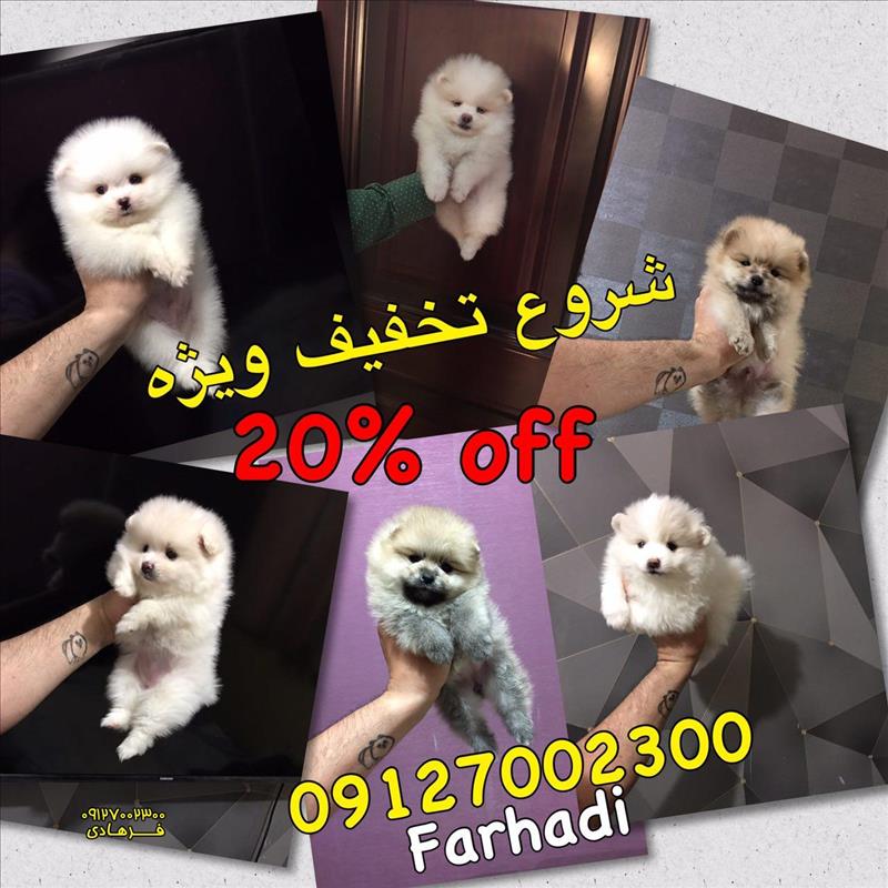 توله های وارداتی پامرانین 