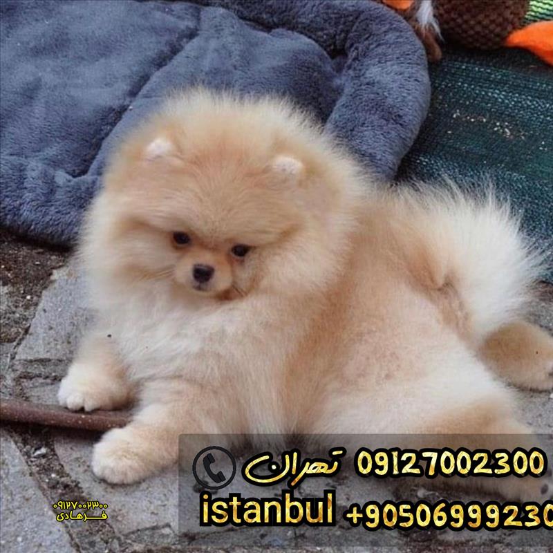 سگ پامرانین اصل