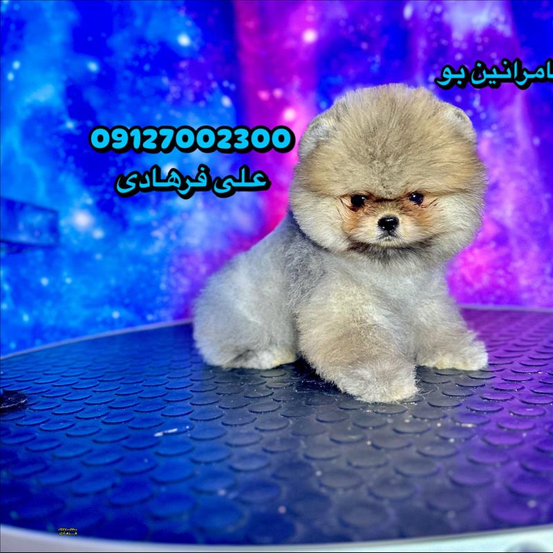 سگ پامرانین خرسی 