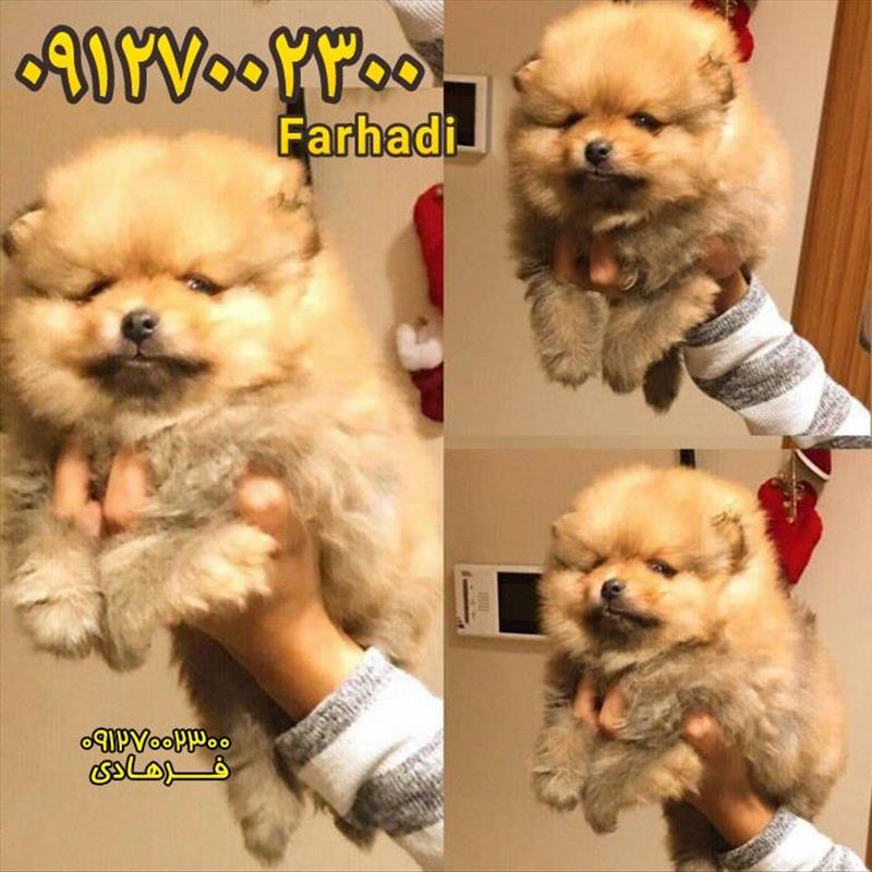 توله پامرانین بسیار زیبا