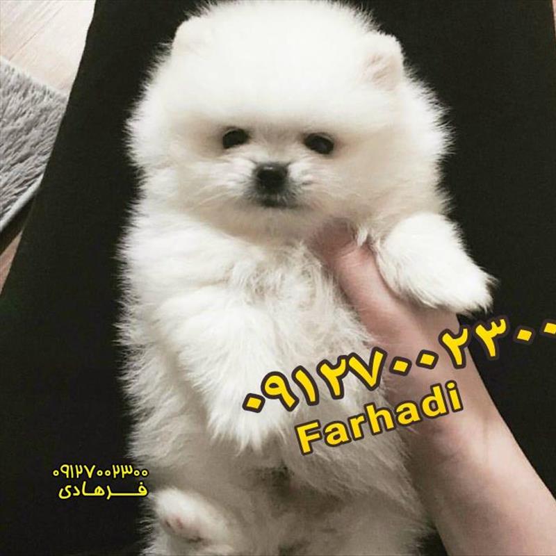 توله های پامرانین سفید