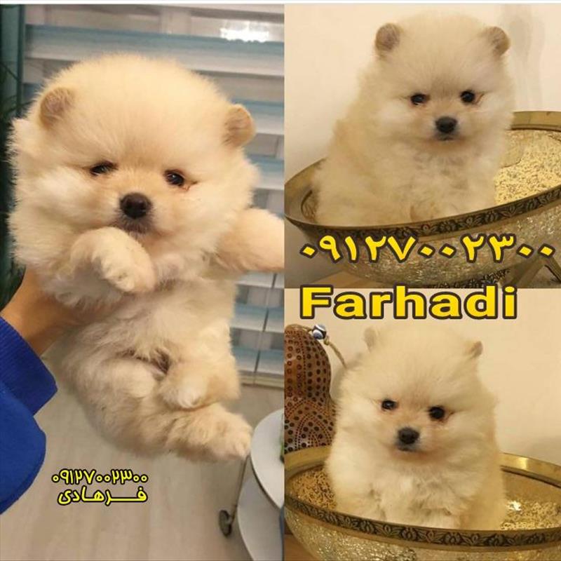 کوچکترین سگ پامرانین اصل