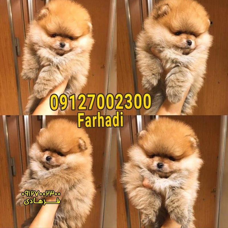 توله پامرانین میکرو سایز